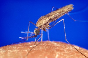 Paludisme Le paludisme (du latin paludis, « marais »), aussi appelé malaria (de l'italien mal'aria, « mauvais air »), est une maladie infectieuse due à un parasite du genre Plasmodium, propagée par la piqûre de certaines espèces de moustiques anophèles. 80 % des cas sont enregistrés en Afrique subsaharienne.