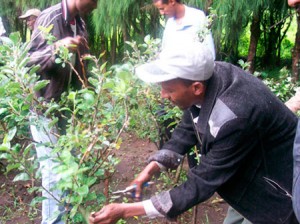 tiers monde Colombie-Britannique Des planteurs d'arbres, issus de l’immigration en provenance d'Afrique, ont déclaré mardi qu'ils travaillaient dans des conditions du tiers-monde en Colombie-Britannique