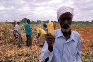 Semences biologiques au Sénégal : Les agriculteurs ne veulent pas des Ogm