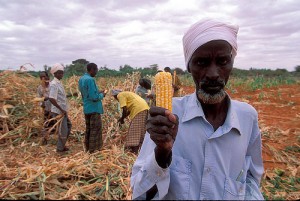 mais mosanto Compte tenu des enjeux économiques très importants qu’il représente au niveau mondial et particulièrement aux États-Unis, le maïs est un champ d’application privilégié pour les OGM (80% du maïs aux Etats-Unis provient de Monsanto).