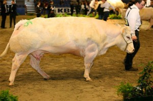 La blanc bleu belge (BBB) designé par Adecco en 200-01 La blanc bleu belge est une race bovine belge. Sa robe est généralement blanche avec des taches bleues (pie bleu) ou noires (pie noir).