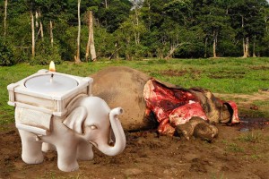 braconnage des éléphants Les éléphants ont été particulièrement chassés pour leurs défenses, à tel point que dans certaines régions d'Afrique et d'Asie, leur patrimoine génétique serait en train d'évoluer. En réalité, cette évolution vient probablement du fait qu'il existe naturellement des éléphants non munis de défenses ; ces éléphants n'étant pas chassés pour l'ivoire peuvent se reproduire plus longtemps que les éléphants avec des défenses