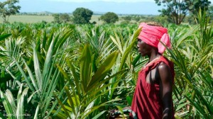 land-grab La plupart des terres vendues ou louées (land grab en anglais) se retrouvent dans les pays du Sud, avec 70% en Afrique sub-saharienne. Les autres principaux endroits se situent en Asie du Sud et en Amérique latine.