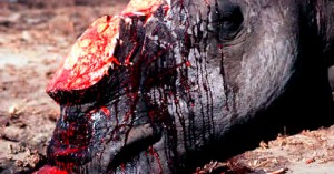 rhino-braconnage On considère que le trafic d’animaux est le troisième plus gros négoce illégal mondial, derrière le trafic de drogue et le trafic d'armes.