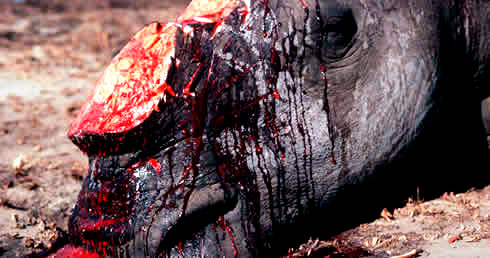 rhino-braconnage On considère que le trafic d’animaux est le troisième plus gros négoce illégal mondial, derrière le trafic de drogue et le trafic d'armes.