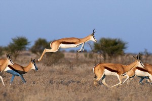 Cette gazelle a la particularité d'avoir des muscles spécifiques en forme de ressorts au niveau des cuisses ce qui lui permet d'atteindre des sauts jusqu'à 3.90 mètres de haut et 15 mètres de long !) et sa colonne vertébrale est très flexible