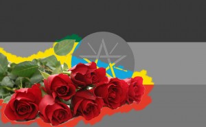 Bien que la plupart des entreprises de fleurs soient sous contrôle étranger, la floriculture éthiopienne a créé plus de 50.000 emplois et plus de 70 pour cent de cette main-d'œuvre sont des femmes. Pendant que poussent délicatement les roses paradoxalement une partie du pays souffre de la sécheresse, du manque d’eau et de nourriture.